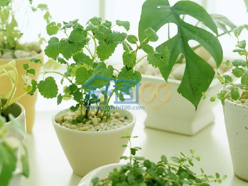 室内空气污染如何治理－对室内空气净化有效的绿色植物