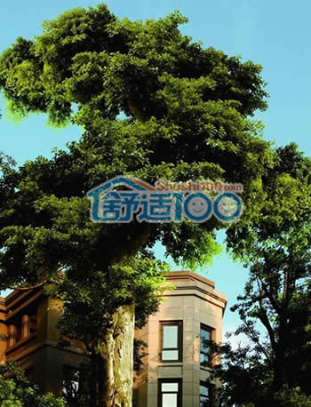 欧香小镇中央空调地暖净水太阳能集成安装-百年老树下的别墅传奇